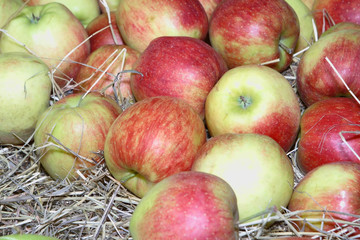 apples