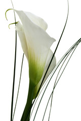 arum