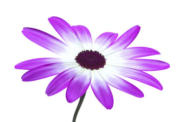 Obraz premium senetti magenta high key