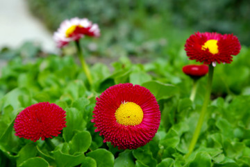 red flowers, shollow dof