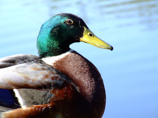 duck