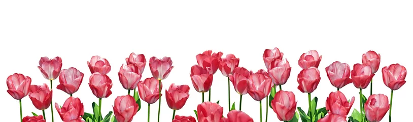 Poster de jardin Tulipe tulipes rouge panoramiques