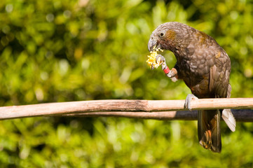 kaka feeding 02