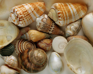 cockleshells and stones