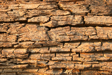 old rotten trunk