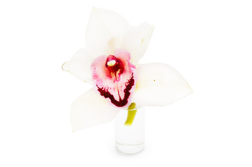 white orchid in water (isolated on white)