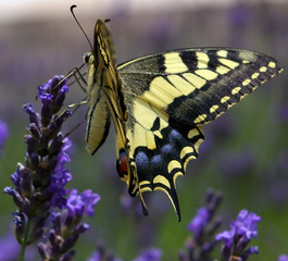 machaon