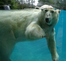 ours polaire