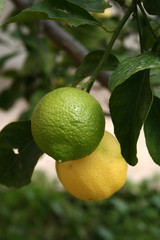 citrons mûrs sur citronnier