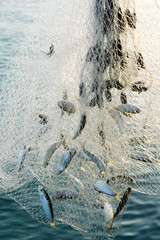 fishig net full of fishes