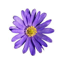 fleur © Philophoto