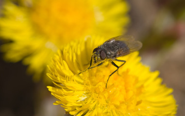 pollen