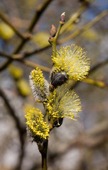 Fototapeta premium golden spring