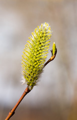 laconically about spring