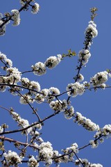 white flowers on the blue background