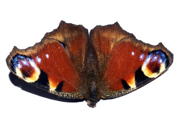 papillon © Philophoto