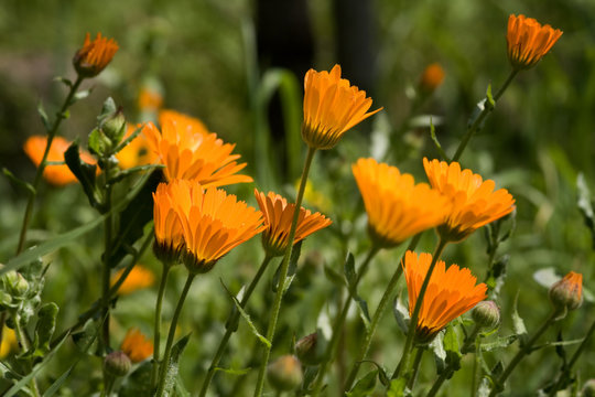 calendulae