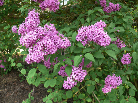 Lilas