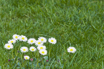osterblumen