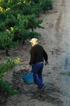vendange du picpoul