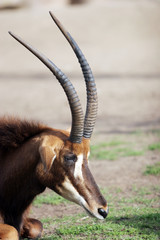 antelope © MaxFX