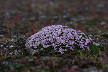 moss campion