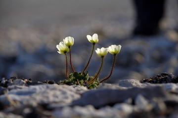 arctic poppy © Gail Johnson