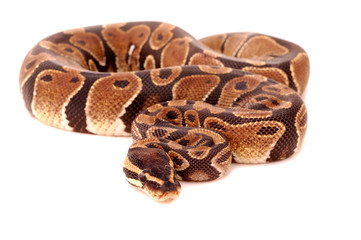 royal python
