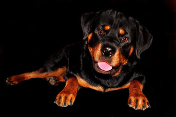 rottweiler