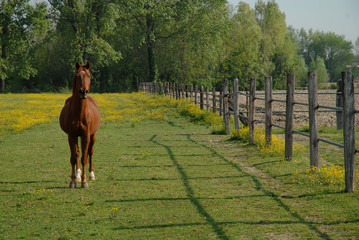 cavallo al pascolo