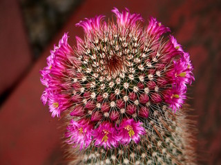kaktus mit blumen