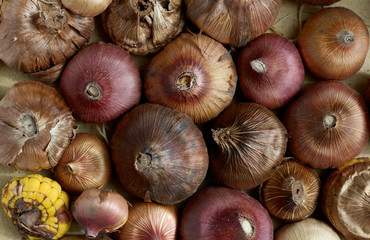 the gladiolus bulbs