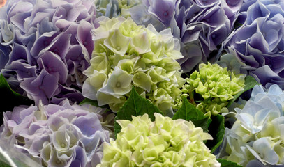 the hydrangea bouquet