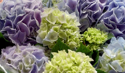 Photo sur Plexiglas Hortensia le bouquet d& 39 hortensia