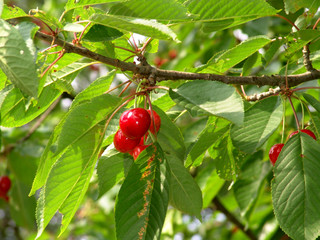 rote kirschen