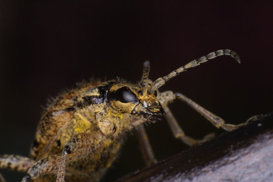 bockk&auml;fer ( rhagium inquisitor )