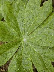 Obraz premium after the rain