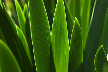 green leafs