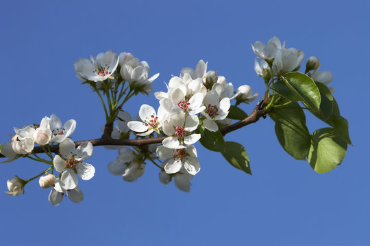 sring flowers