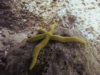 yellow star linckia guildingi