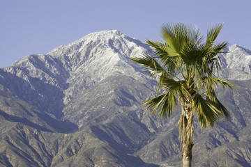 palm tree and mountain