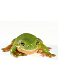 green tree frog