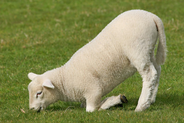 Obraz premium lamb kneeling