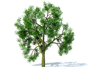 arbre vert seul