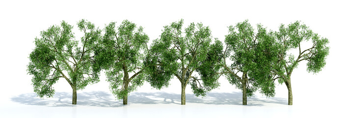 Obraz premium arbre collection