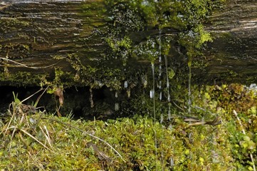 fontaine