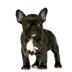 chiot bulldog français