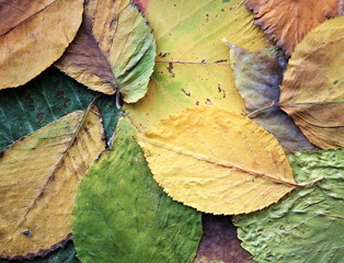 leaves carpet