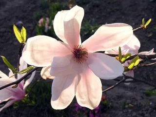 Papier Peint photo Lavable Magnolia fleur rose de magnolia