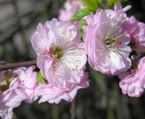pink flowers of decorative garden bush